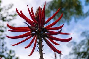 árbol de coral - korallenbaum erythrina speciosa foto