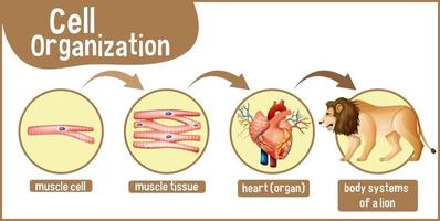 Diagram showing cell organization in a lion vector