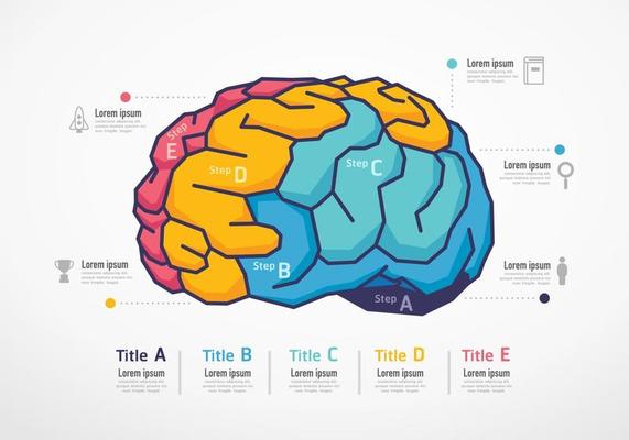 Brain resources infographic. Business education concept. Vector