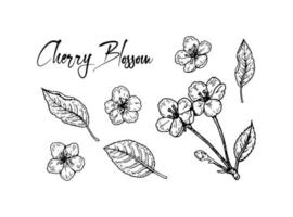 Set of hand drawn cherry flowers vector