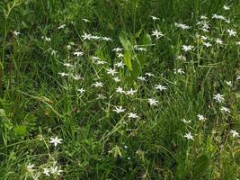 estrella blanca de flores de belén foto