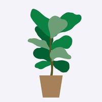 Ficus lyrata, commonly known as the fiddle-leaf fig tree. vector