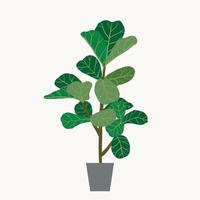 Ficus lyrata, commonly known as the fiddle-leaf fig tree. vector