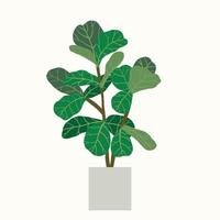 Ficus lyrata, commonly known as the fiddle-leaf fig tree. vector