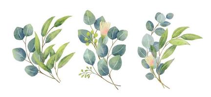 Eucalyptus leaves bouquet in a watercolor style. Floral and leaves vector