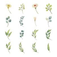 Eucalyptus leaves in watercolor style. Eucalyptus leaves and flower vector