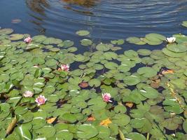 Water lily plant Nymphaea in a pond photo
