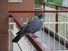 Common wood pigeon photo