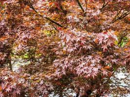 Maple acer tree photo