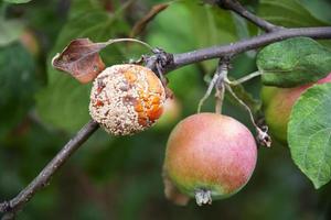 Rotten apple on an apple tree photo