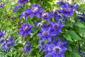 Clematis azul sube un soporte sobre un fondo de hojas verdes foto