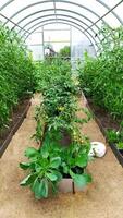 Tomato bushes in a greenhouse and a white cat sleeps photo