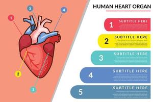 human heart organ infographic vector template with colorful design