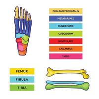 Plantilla de vector de infografía de hueso de pie y hueso de pierna con textos coloridos