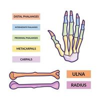 arm bone and hand bone infographic vector template