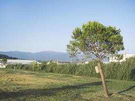 plantas en el parque de la ciudad de adler y montañas en el fondo foto