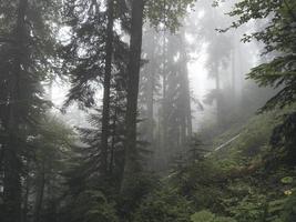 hermoso bosque de las montañas del cáucaso en la niebla. Rusia foto