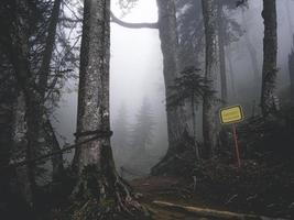 The sign Danger in the forest of Caucasus mountains. Trees in the fog photo
