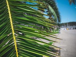 The branch of green palm tree. Close-up photo
