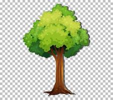 A tree isolated vector