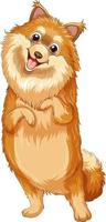 Pomeranian dog cartoon on white background vector