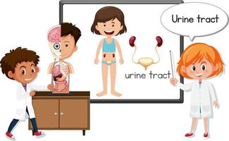 Young doctor explaining urine tract vector