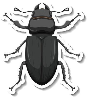 A sticker template with top view of a beetle isolated