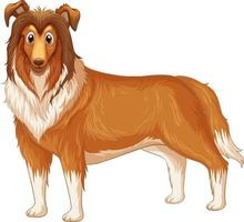 Dibujos animados de perro collie áspero sobre fondo blanco vector