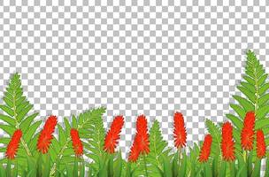 Silver cock's comb flower field vector