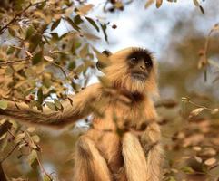 Matriarch Long tailed Monkey photo