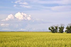 campo de colza bajo un cielo azul foto