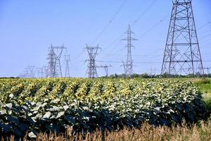 campo de girasoles bajo las líneas eléctricas foto