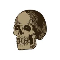 Anatomic skull vector art