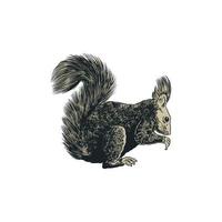 Squirrel sketch engraving vector illustration