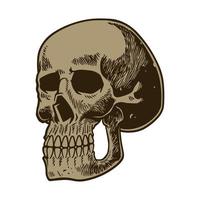 Human anatomy skull engraved hand drawn vector