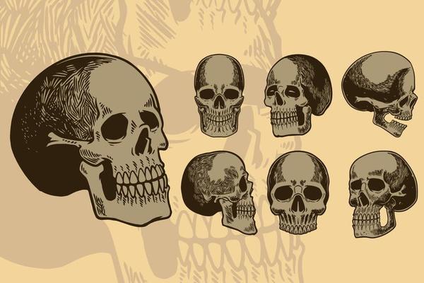 Human skull set. Skeleton head anatomy ink hand drawn engraving