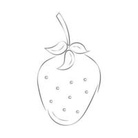 Strawberry hand drawn sketch, line art vector