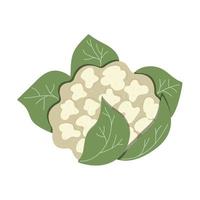 Cauliflower isolated on white background, eco food vector