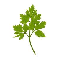 Green parsley branch isolated on white background vector