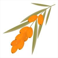 Sea-buckthorn branch with leaves isolated on white vector