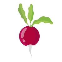 Red radish with green leaves isolated on white vector