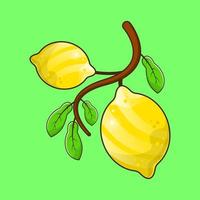 oranges and leaves on green vector