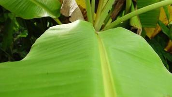 Slow-motion banana leaf with zoom out video