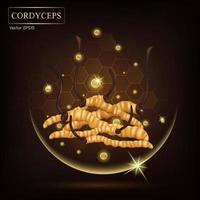 Cordyceps sinensis. hierbas chinas tradicionales. vector