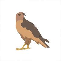 Hawk Flat Color Clip art design vector