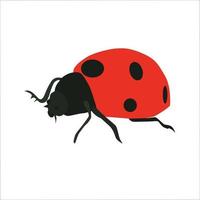 Ladybird Color Clipart Vector Illustration Design