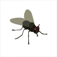 House Fly Color Clipart Vector Illustration Design