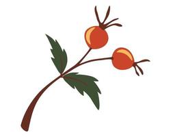 Autumn rosehip branch. Rosehip, dog-rose. Berries. vector