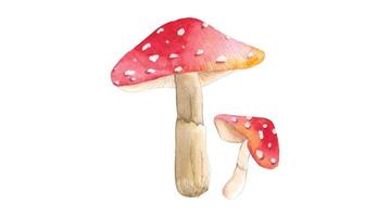 Watercolor Illustration of Red Mushrooms vector