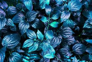 Tropical blue leaf